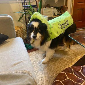 Dog Dill Pickle Costume